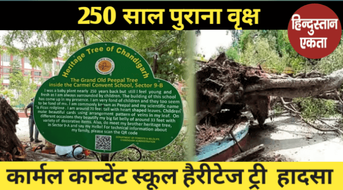 Carmel Convent School Tree