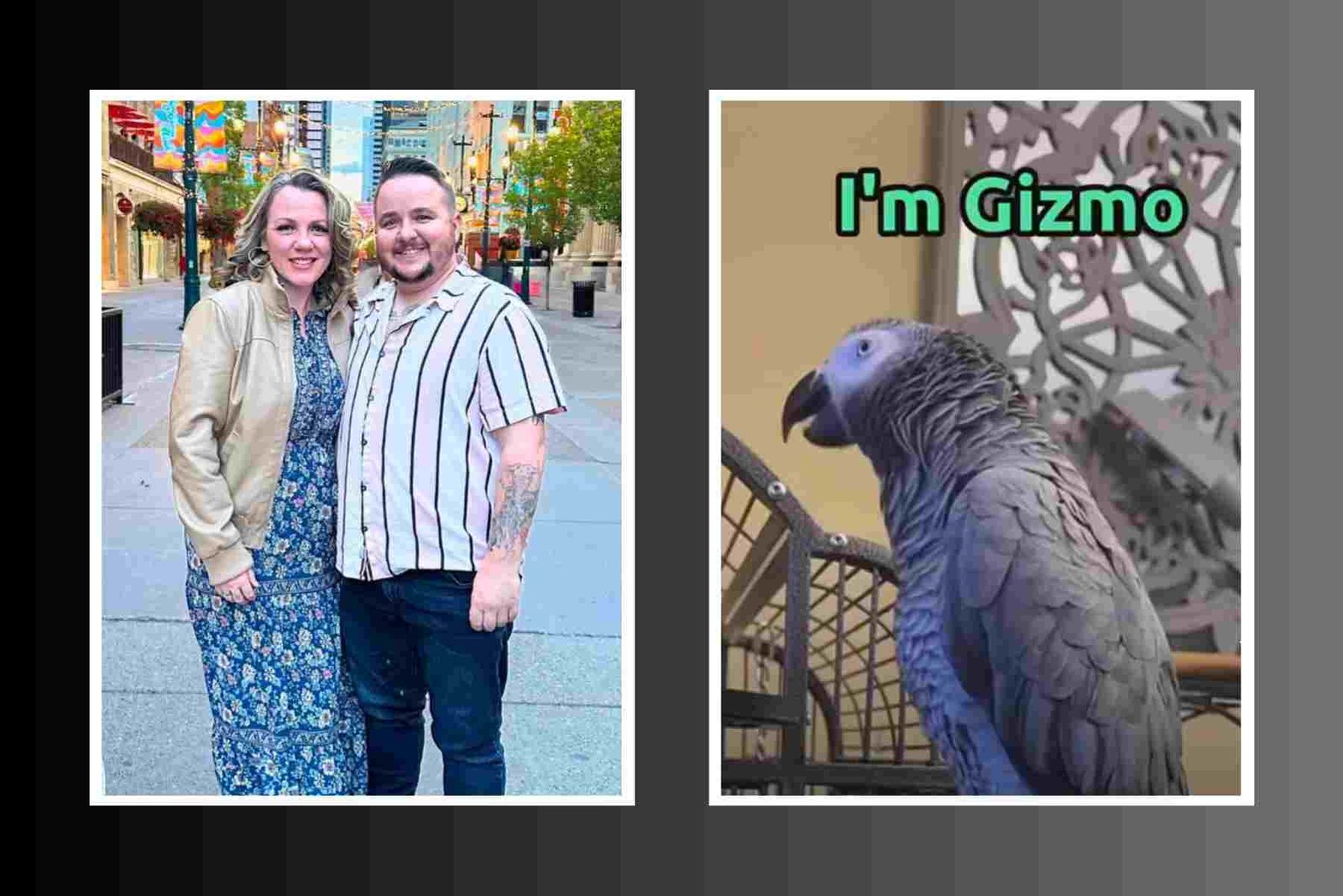 Who is Gizmo the Grey Bird And Why Is It So Viral?