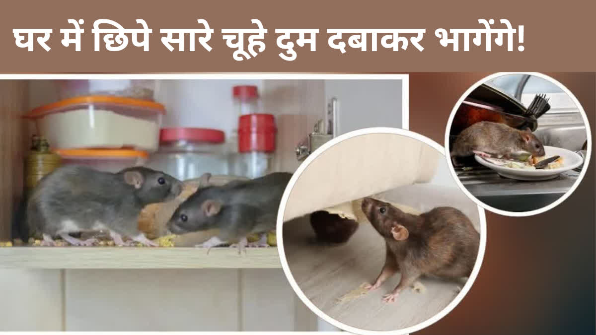 यदि चूहों कर रहे है घर में नुकसान तो अपनाएं यह चमत्कारी अद्भुत नुस्खे