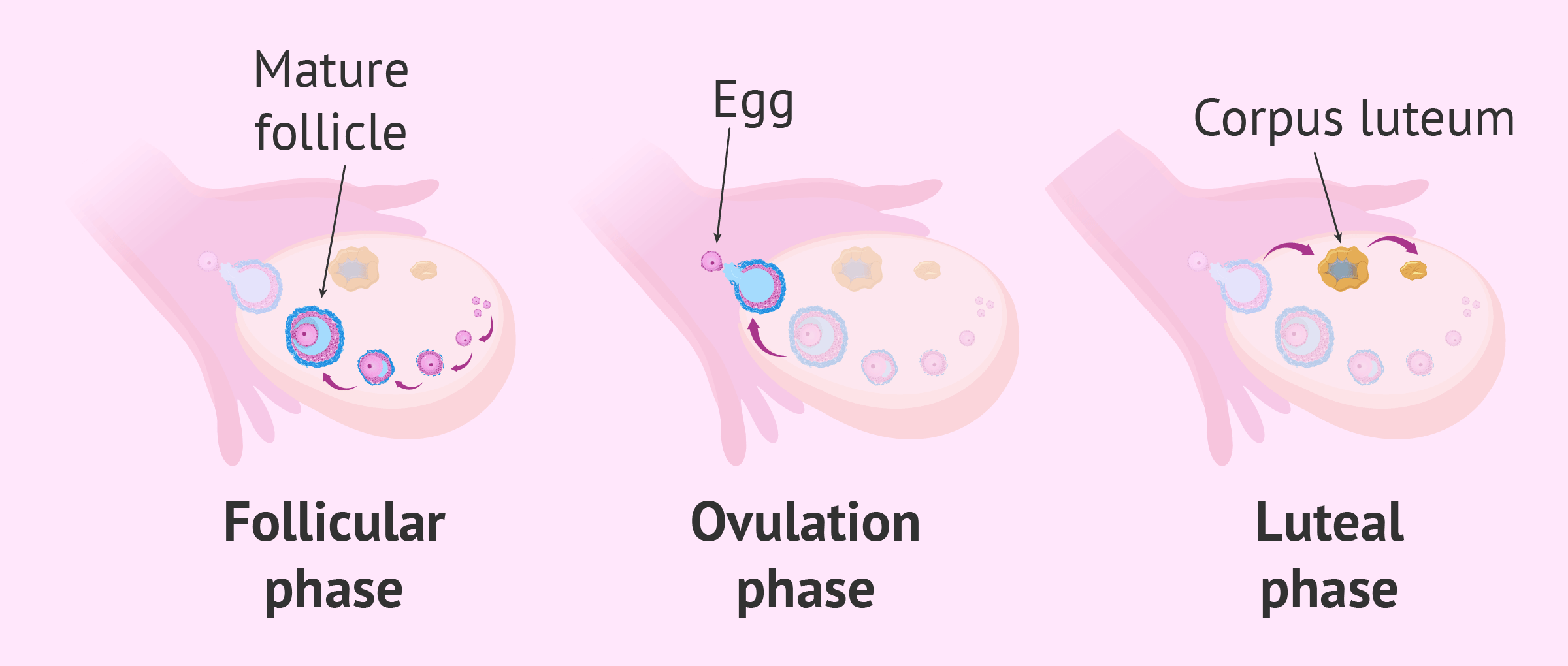 Ovulation Kya Hota Hai? – Symptoms, Cycle & Pregnancy Guide