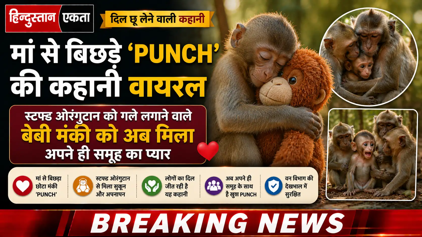 <span class="title-highlight-color">मां से बिछड़े punch की कहानी वायरल:</span> स्टफ्ड ओरंगुटान को गले लगाने वाले बेबी मंकी को अब मिला अपने ही समूह का प्यार