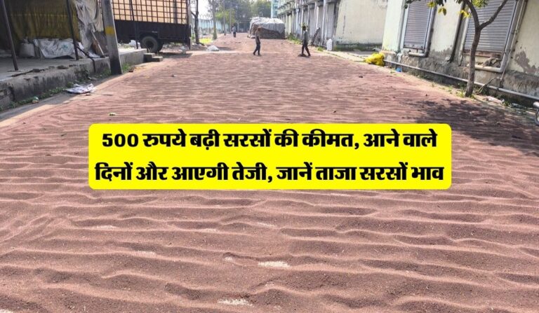 Sarso ka Bhav : 500 रुपये बढ़ी सरसों की कीमत, आने वाले दिनों और आएगी तेजी, जानें ताजा सरसों भाव