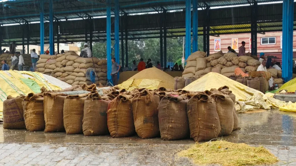 25 एमएम बारिश से मंडियों में पड़ा धान भीगा, खरीद न होने से किसान परेशान